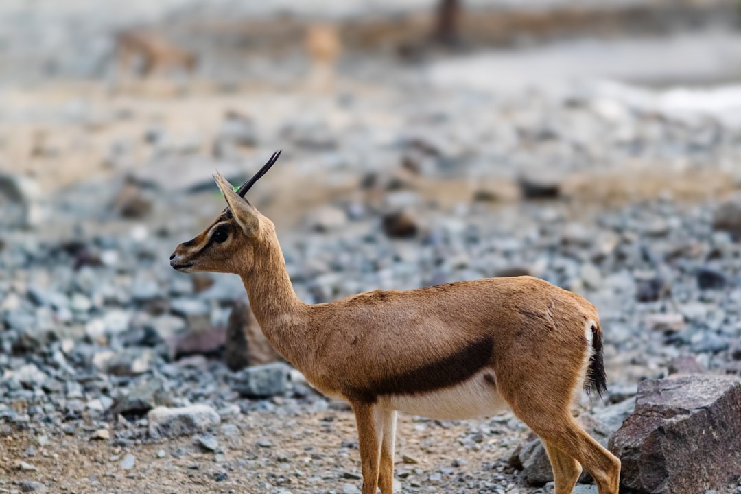 photo-1735924379638-4998ca5d2be1